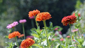 Picture-134