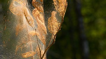 _A4_5650-C1-