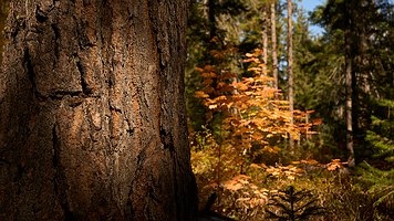 _A4_6257-C1-